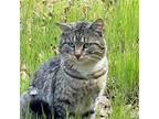 Adopt Nelson a Brown Tabby Domestic Shorthair / Mixed (short coat) cat in Santa