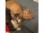 Adopt Shumai (and Momo) a Gray, Blue or Silver Tabby Domestic Shorthair / Mixed