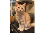 Adopt King Lear (GD) a Orange or Red (Mostly) Domestic Longhair / Mixed (long