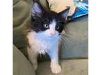 Adopt Oreo (KT) a Black & White or Tuxedo Domestic Longhair / Mixed (long coat)