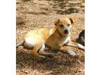 Adopt Lolly a Beagle, Rat Terrier