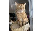 Adopt Marmalade a Orange or Red Domestic Shorthair / Mixed (short coat) cat in