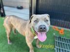 Adopt KINGSLEY a Brown/Chocolate Pit Bull Terrier / Mixed dog in Tustin