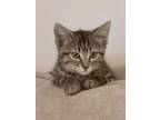Adopt Scout/pc a Gray, Blue or Silver Tabby Domestic Shorthair / Mixed (short