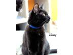 Adopt Harry a All Black Domestic Mediumhair / Mixed cat in St.