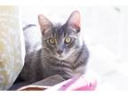 Adopt Flopsy (bonded w/ Beatrix Potter) a Gray or Blue Domestic Shorthair /