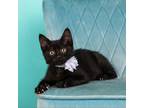 Adopt Sirius a All Black Domestic Shorthair / Mixed cat in Cincinnati