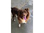 Adopt Kovu a Australian Shepherd / Mixed dog in Denver, CO (38632919)