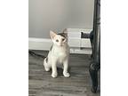 Adopt Jeter a White Domestic Shorthair cat in East Greenville, PA (38693336)