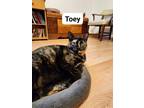 Adopt Toey a Tortoiseshell Tabby / Mixed (short coat) cat in Wayne