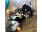 Adopt Mary Alice Young a Domestic Medium Hair