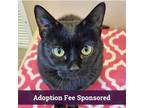 Adopt Muffin a All Black Domestic Shorthair / Mixed (short coat) cat in Walnut