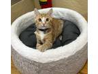 Adopt Cosmo a Orange or Red Domestic Shorthair (short coat) cat in Parlier