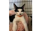 Adopt Billy a Spotted Tabby/Leopard Spotted Domestic Shorthair / Mixed cat in