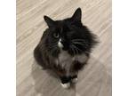 Adopt Sylvester a Domestic Longhair cat in Tampa, FL (38656449)