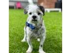 Adopt Prince a Shih Tzu / Shih Tzu dog in Tampa, FL (38691635)