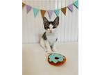Adopt KSP- Dulcinea a Domestic Shorthair / Mixed cat in Warrenton, MO (38609681)