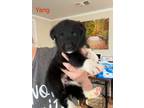 Adopt Yang a Border Collie, Karelian Bear Dog