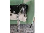 Adopt Holly aka June Bug a Black - with White Pointer / Mixed Breed (Medium) dog