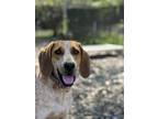 Adopt Davy a White - with Tan, Yellow or Fawn Hound (Unknown Type) / Mixed dog