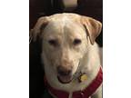 Adopt Dawn a Tan/Yellow/Fawn Labrador Retriever / Mixed dog in Elmsford