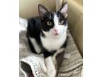 Adopt Magic 8 Ball a Domestic Shorthair / Mixed (short coat) cat in Cincinnati