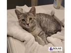 Adopt Salena - TW a Gray, Blue or Silver Tabby Domestic Shorthair / Mixed (short