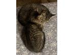 Adopt CEDAR a Domestic Shorthair / Mixed (short coat) cat in Northfield