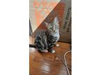 Adopt The Princess Bride a Spotted Tabby/Leopard Spotted Domestic Shorthair /