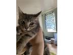 Adopt Spider Pig a Gray, Blue or Silver Tabby Domestic Shorthair / Mixed (short