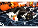 Adopt Winter a Black & White or Tuxedo Domestic Shorthair / Mixed (short coat)