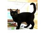 Adopt Sourdough a Black & White or Tuxedo Domestic Mediumhair / Mixed cat in