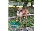 Adopt Clancy a Brown/Chocolate - with White Hound (Unknown Type) / Mixed dog in