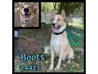 Adopt Boots a Tan/Yellow/Fawn - with White Carolina Dog / Labrador Retriever /