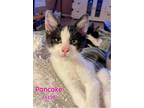 Adopt Pinkie Tuscadero - $55 Adoption Fee a Black & White or Tuxedo Domestic