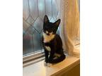 Adopt Nelson a Black & White or Tuxedo Domestic Shorthair / Mixed (short coat)