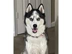 Adopt Ragner and Lagertha URGENT a Husky / Mixed dog in Scottsboro