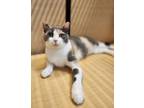 Adopt Caroline a Calico / Mixed (short coat) cat in Lawrenceville, GA (38799137)