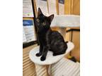 Adopt Dry Bones a Domestic Shorthair / Mixed (short coat) cat in Lawrenceville