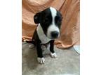 Adopt Coco a Black Labrador Retriever dog in Forrest City, AR (38870246)