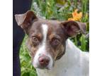 Adopt Conway a White - with Brown or Chocolate Australian Kelpie / Australian