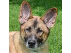 Adopt Dash a Brown/Chocolate - with White Anatolian Shepherd / German Shepherd