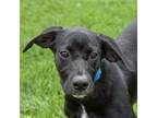 Adopt Fiona a Black - with White Labrador Retriever / Boxer / Mixed dog in