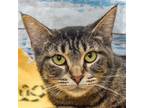 Adopt Liberty a Brown Tabby Domestic Shorthair / Mixed (short coat) cat in