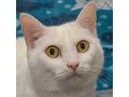 Adopt Lullabye a White Turkish Angora / Mixed (short coat) cat in Huntley