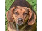 Adopt Penny a Brown/Chocolate - with Tan Beagle / Basset Hound / Mixed dog in