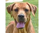 Adopt Sienna a Red/Golden/Orange/Chestnut - with White Redbone Coonhound /