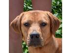 Adopt Sienna a Red/Golden/Orange/Chestnut - with White Redbone Coonhound /