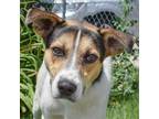 Adopt Smokey a Tricolor (Tan/Brown & Black & White) Husky / Foxhound / Mixed dog