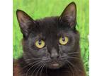 Adopt Tootsie a Black (Mostly) Bombay / Mixed (short coat) cat in Huntley